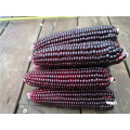 Purple organic sweet  corn seeds planter